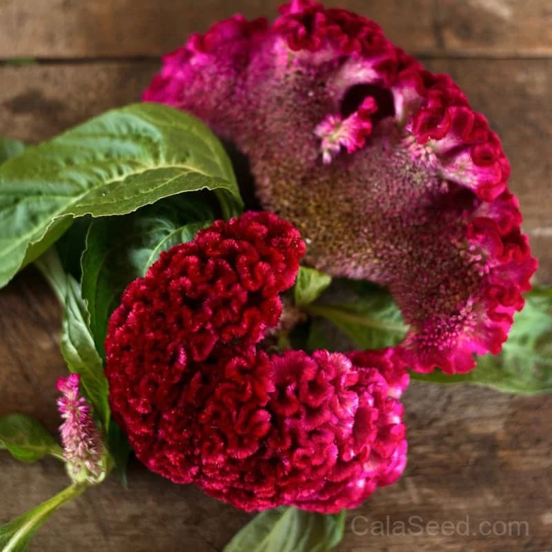 Coral Garden Celosia Seeds — Vibrant Coral-Like Blooms - Main