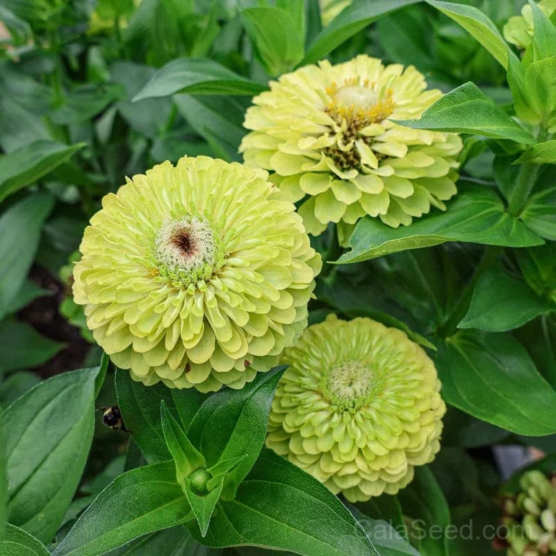 Giant Lime Zinnia Seeds — Vibrant Chartreuse Blooms - View 7