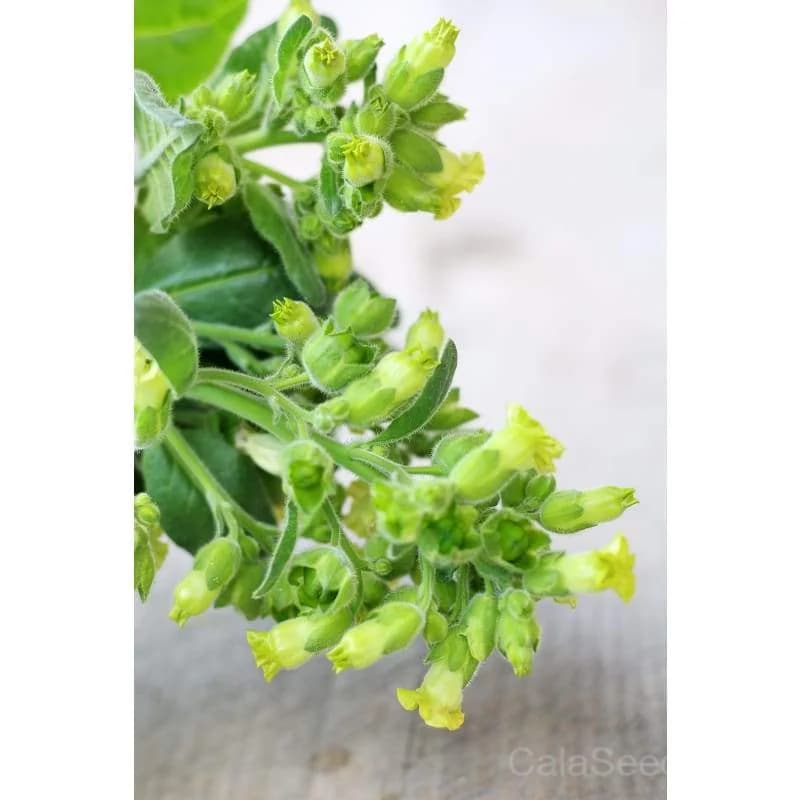 Wild Nicotiana Seeds — Native North American Flower - View 3