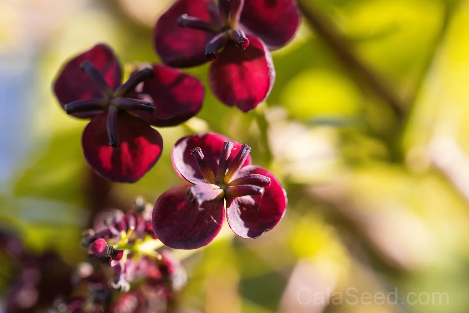 Chocolate Vine 'Akebia Trifoliata' Seeds — Edible Ornamental Climber - View 11