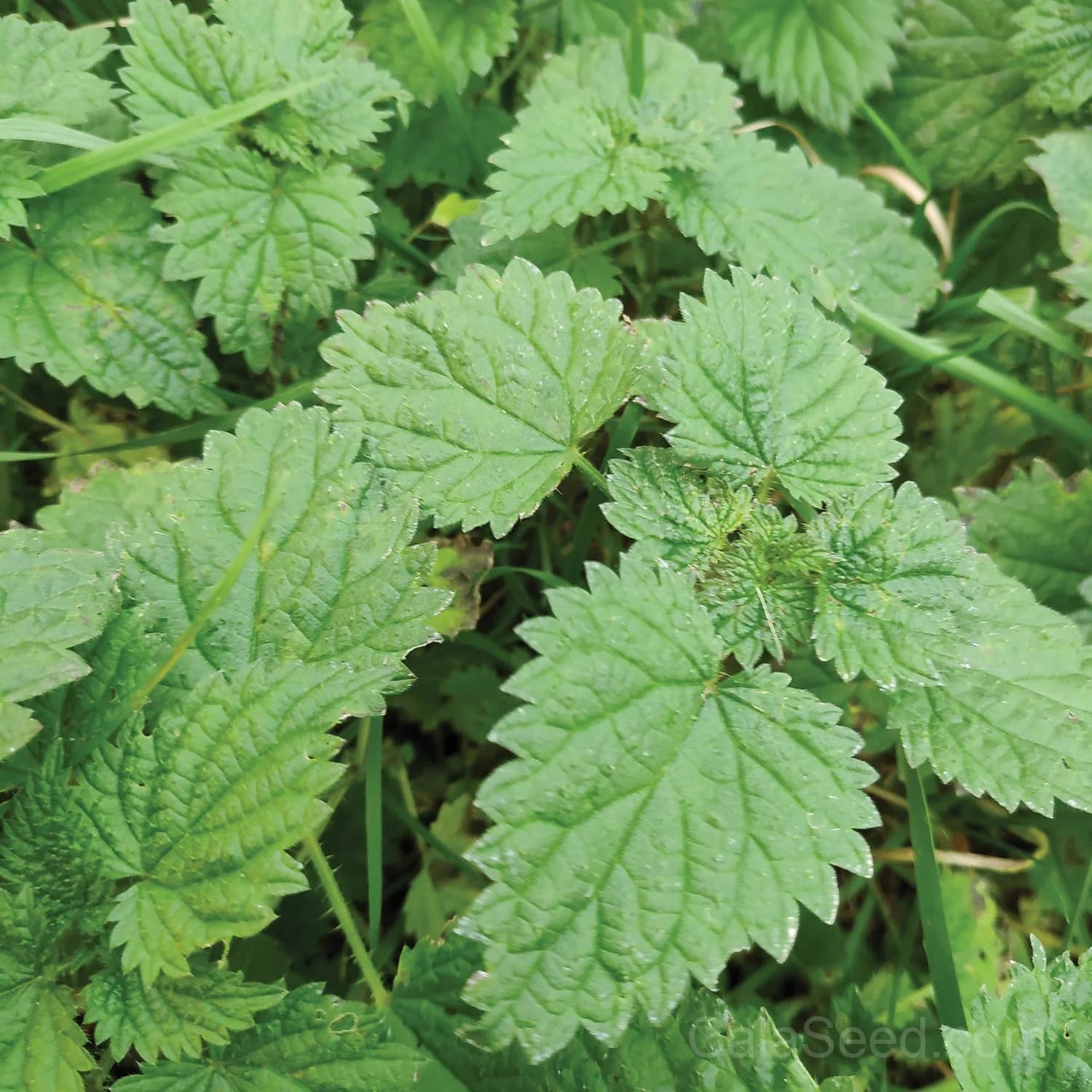 Stinging Nettles Seeds — Nutrient-Rich Perennial Herb - Main