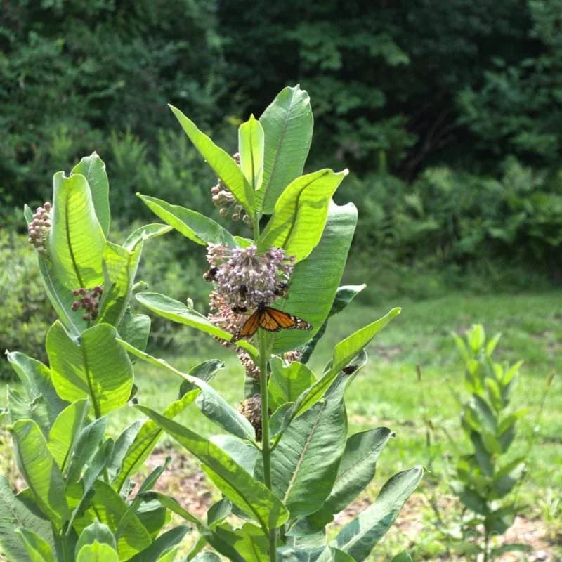 Common Milkweed Seeds — Monarch Butterfly Host Plant - View 2
