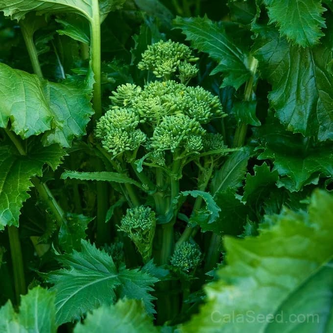 Spring Broccoli Raab Seeds — Tender Sprouting Greens - Main