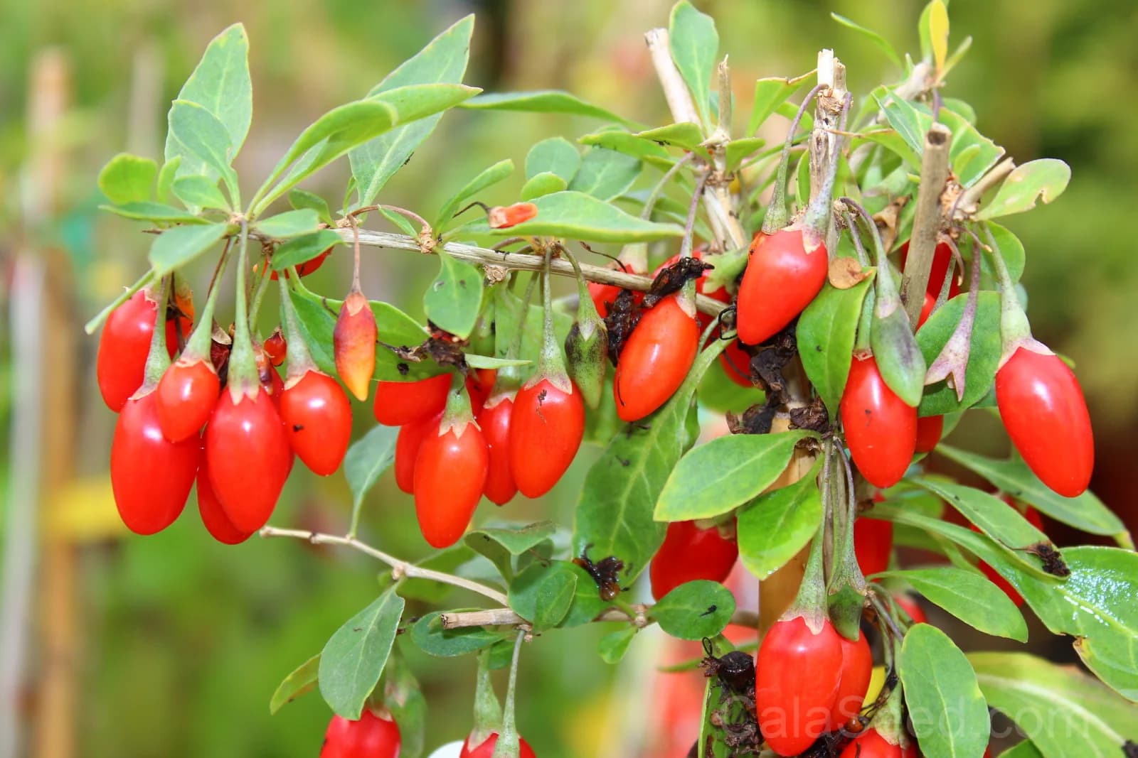 Himalayan Goji Berry 'Tibetan' Seeds — Antioxidant-Rich Superfruit - Main