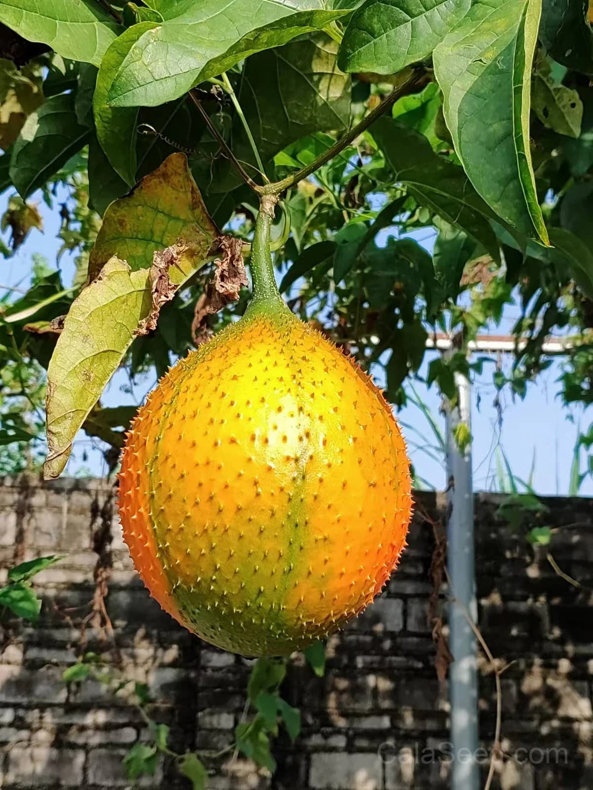 Gac Melon 'Momordica Cochinchinensis' Seeds — Nutrient-Rich Superfruit Vine - Main