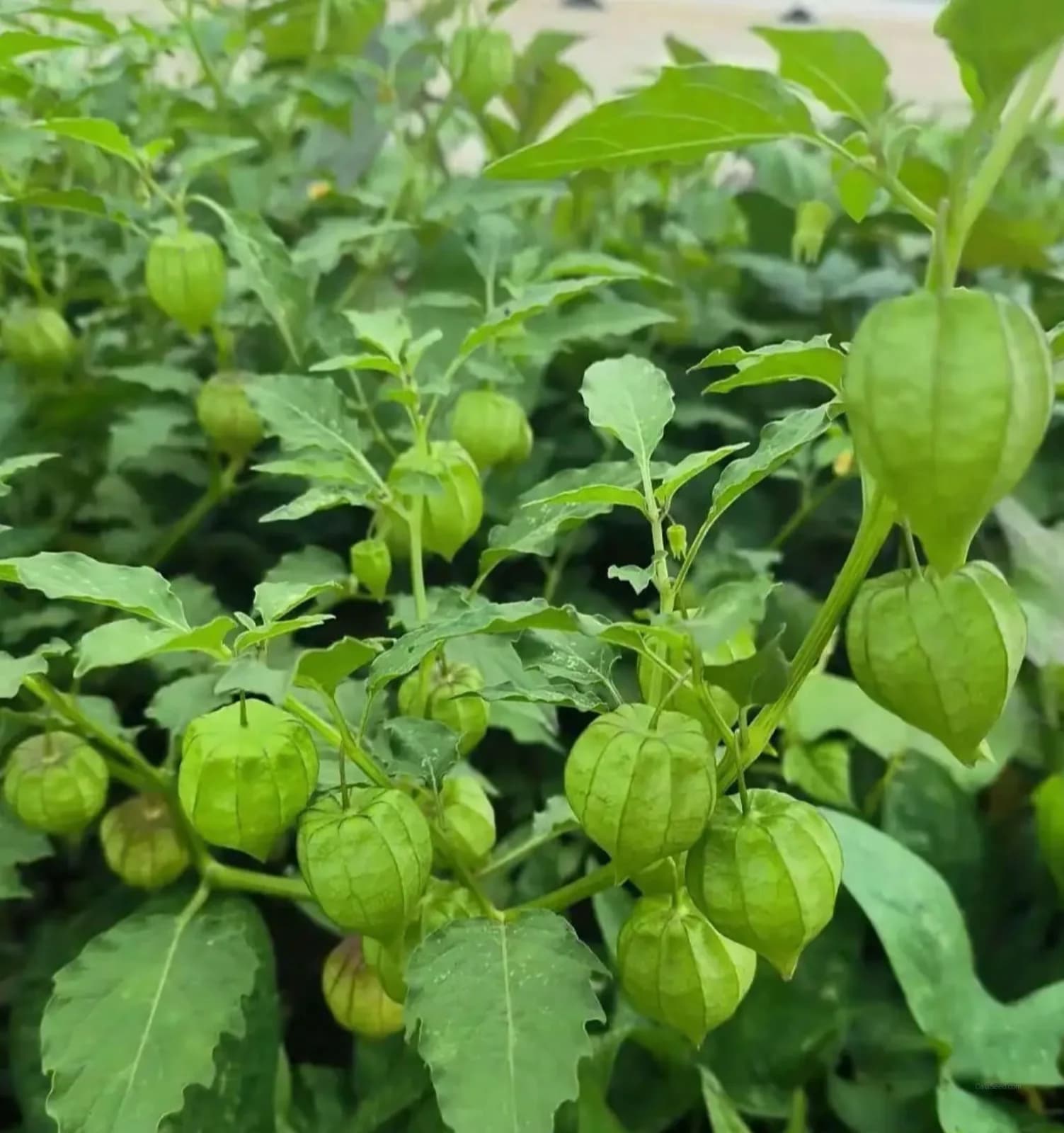 Pineapple Tomatillo 'Yellow Ground Cherry' Seeds — Sweet Tropical Fruit Vine - View 4