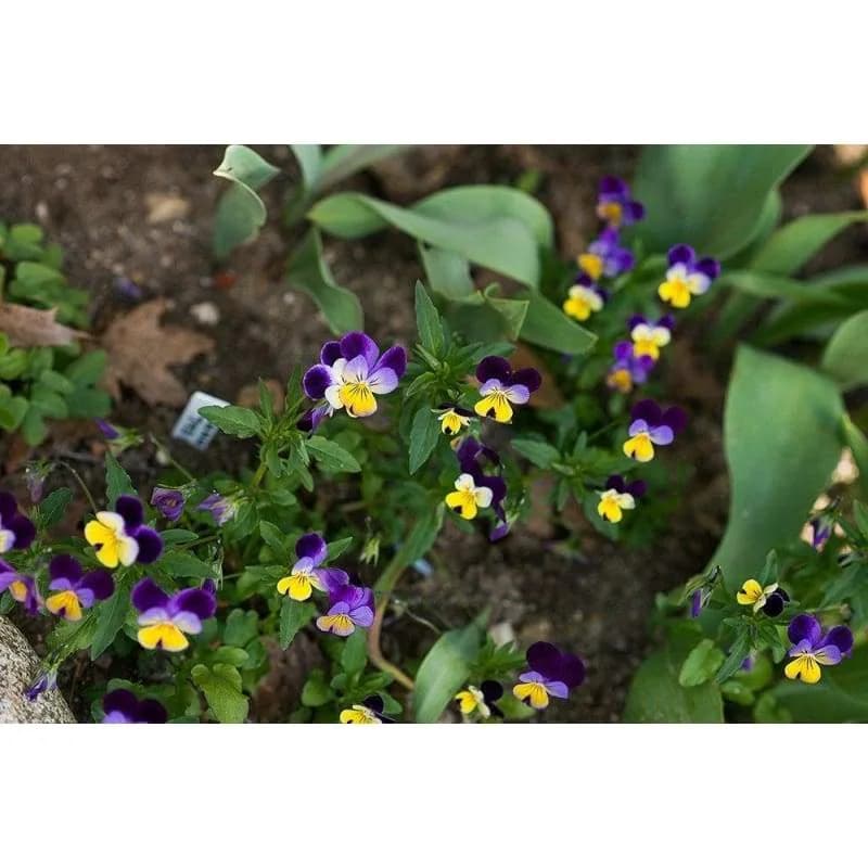 Johnny Jump Up Viola Seeds — Cheerful Purple-Yellow Blooms - Alt