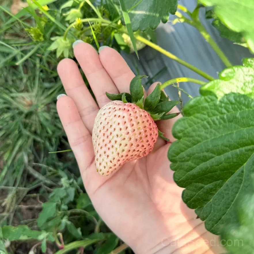 Awayuki White Strawberry Seeds – Rare, Sweet, High Germination & Easy to Grow - Alt