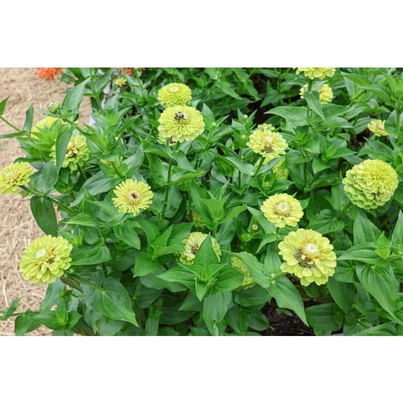 Giant Lime Zinnia Seeds — Vibrant Chartreuse Blooms - View 5