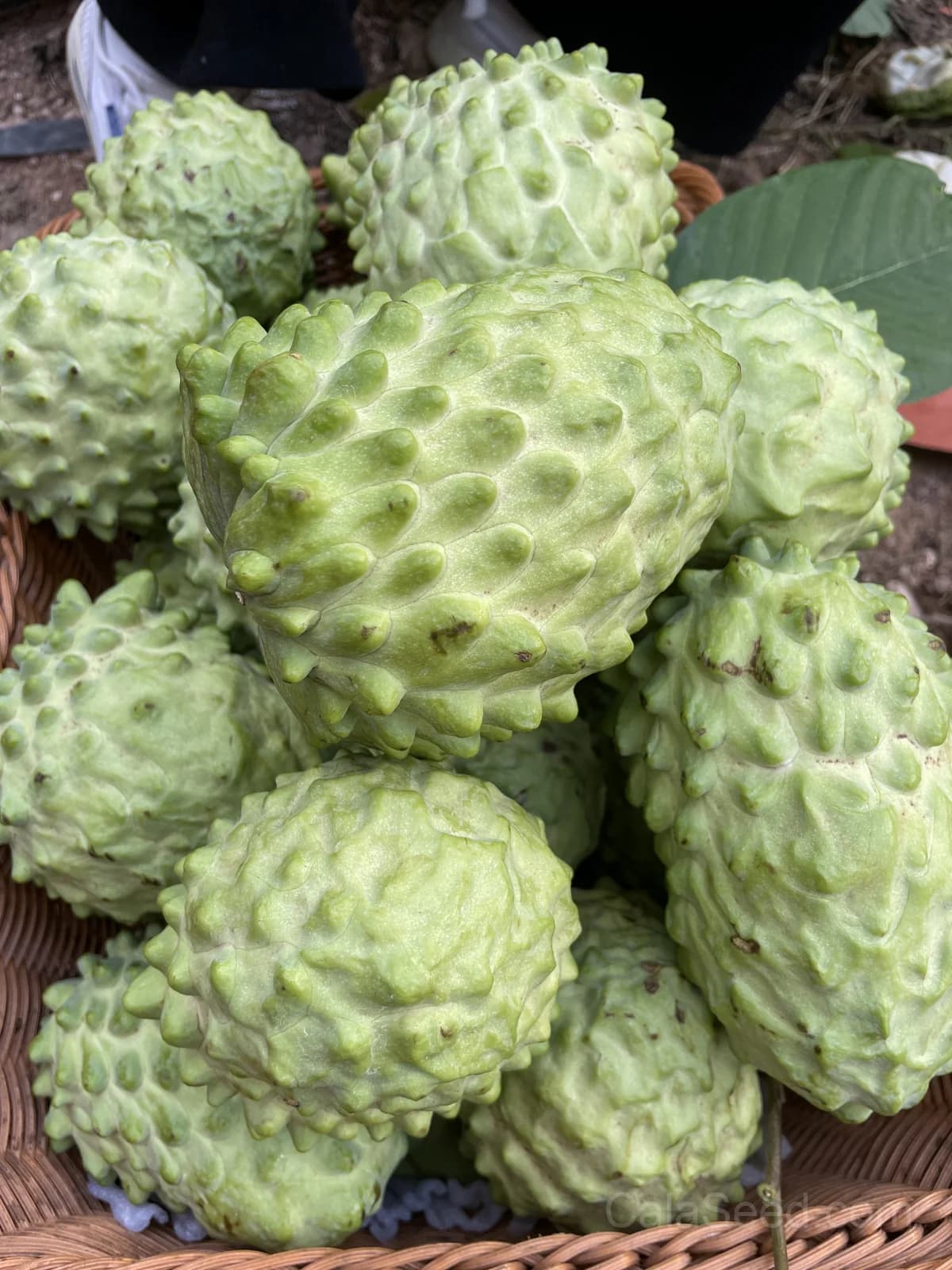 Custard Apple 'African Pride' Seeds — Sweet Tropical Fruit - Alt