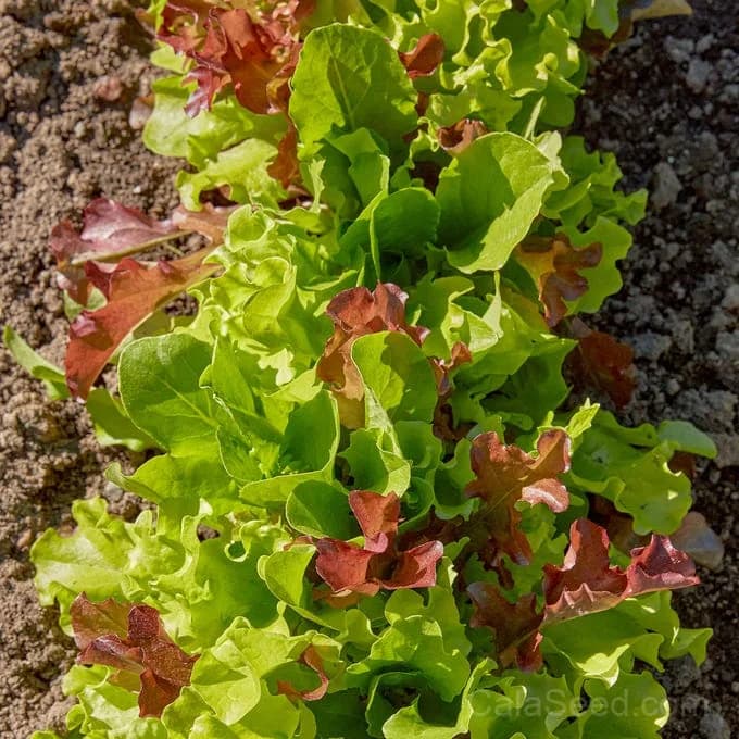 Gourmet Blend Lettuce Seeds — Premium Salad Mix - Alt