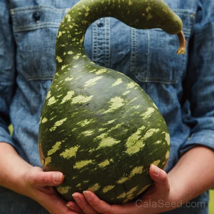 Speckled Swan Gourd Seeds — Ornamental Heirloom Winter Squash - Alt
