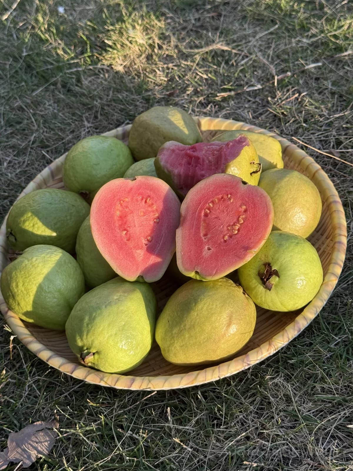 Guava Pink Seeds — Sweet Tropical Fruit - Alt