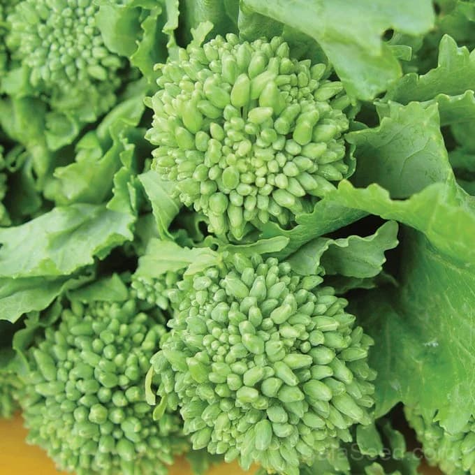 Rapini 'Organic Broccoli Raab' Seeds — Nutritious Italian Greens - Alt