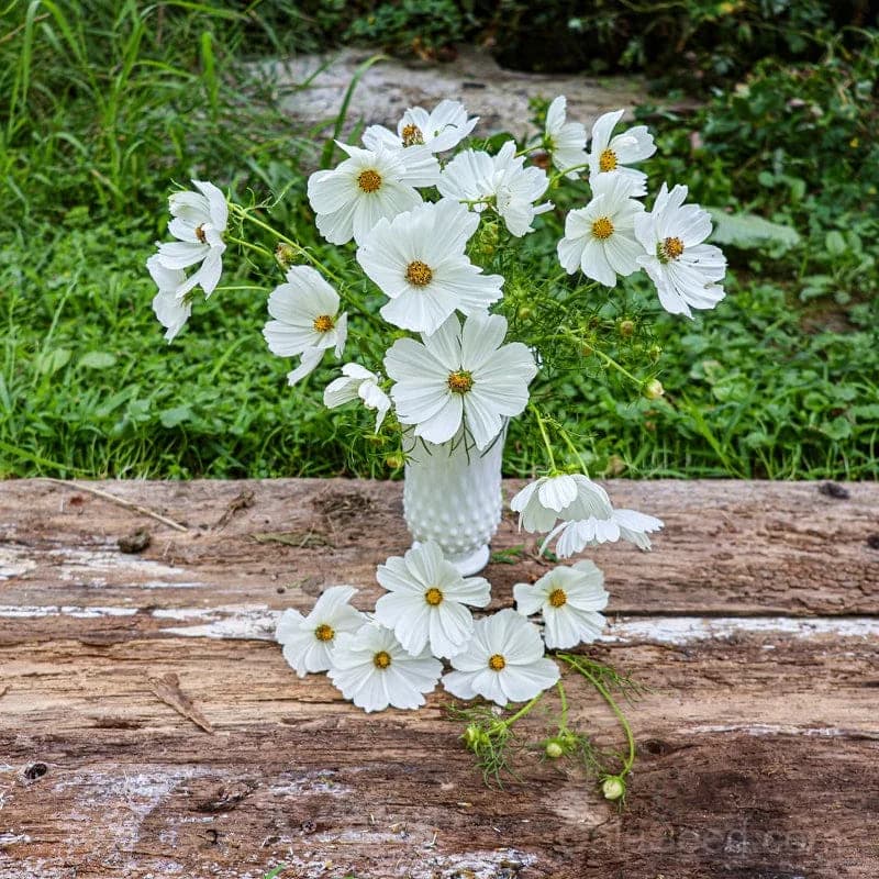Purity Cosmos Seeds — Pure White Petals - Alt