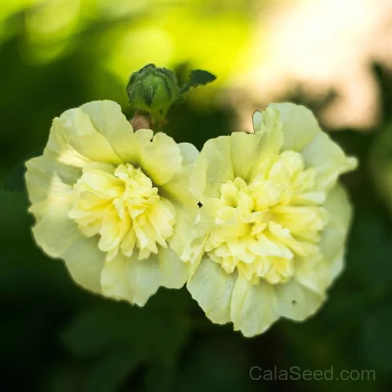 Majorette Mix Hollyhock Seeds — Vibrant Cottage Garden Bloom - View 3