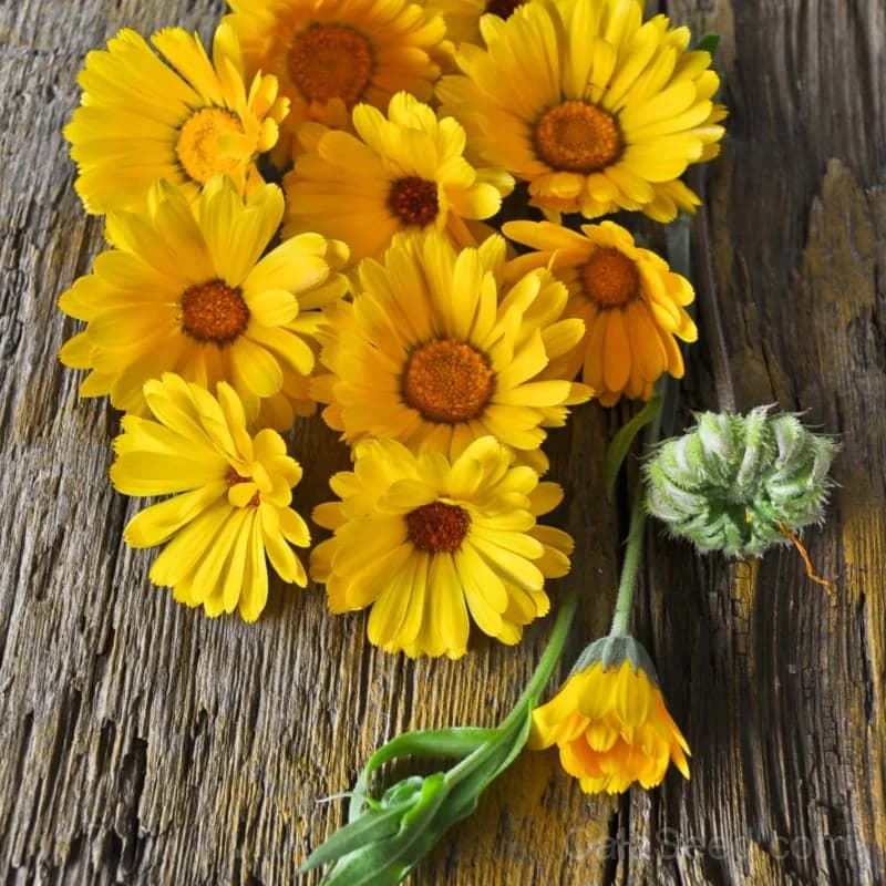 Calendula 'Resina' Seeds — Organic Herbal Flower - Alt