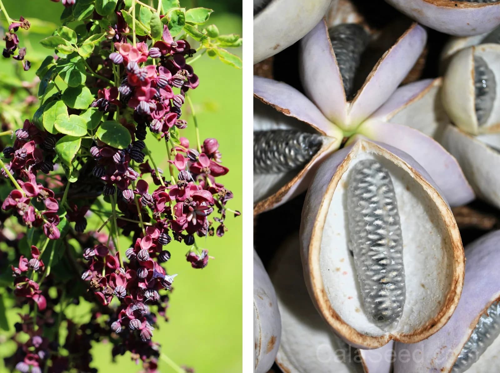 Chocolate Vine 'Akebia Trifoliata' Seeds — Edible Ornamental Climber - Main