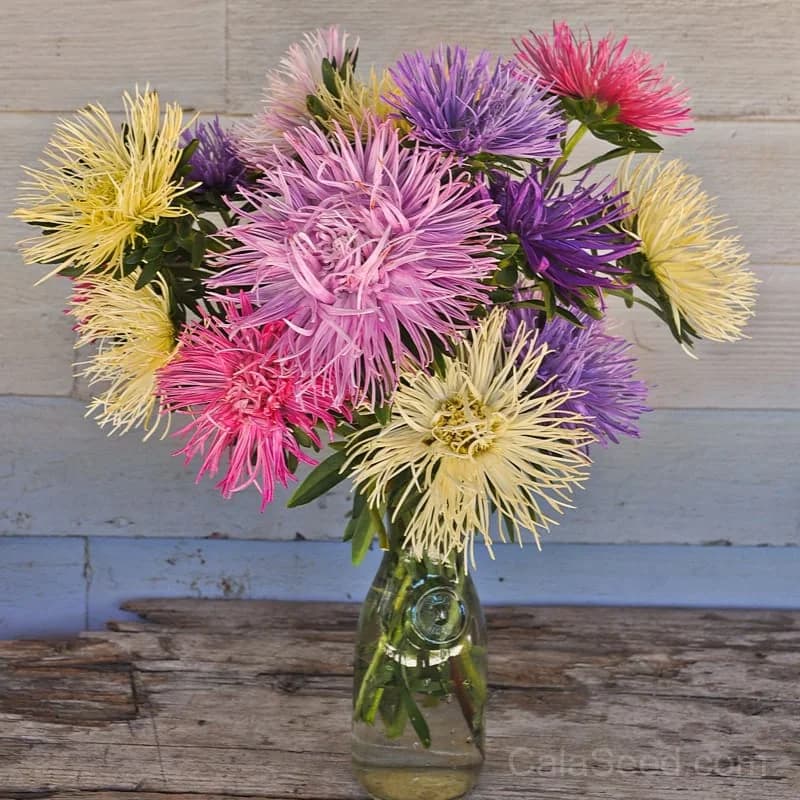 Valkyrie Mix Aster Seeds — Vibrant Pollinator-Friendly Blooms - Main