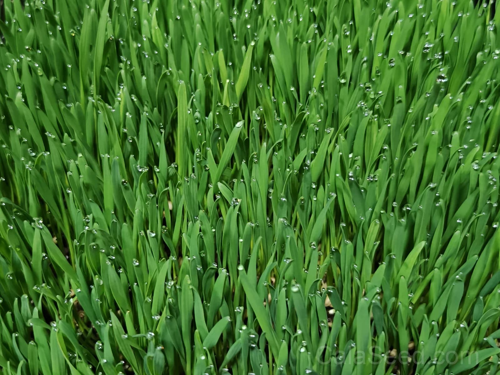 Wheatgrass 'Organic Sprout' Seeds — Nutrient-Dense Microgreen - Alt