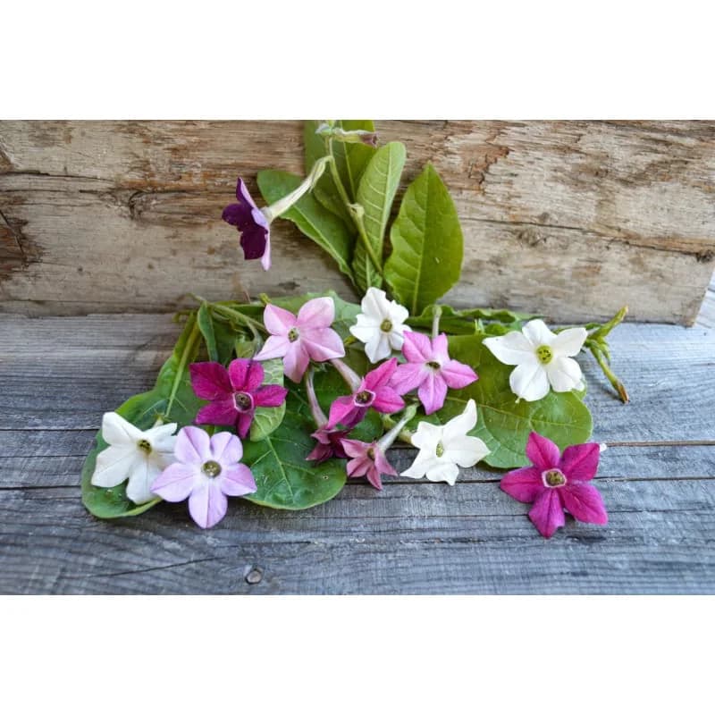 Sensation Mix Nicotiana Seeds — Fragrant Night-Blooming Flowers - Alt