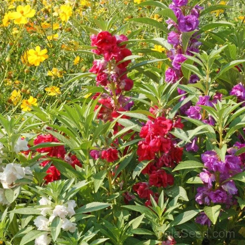 Double Camellia Mix Balsam Seeds — Vibrant Double Blooms - Main