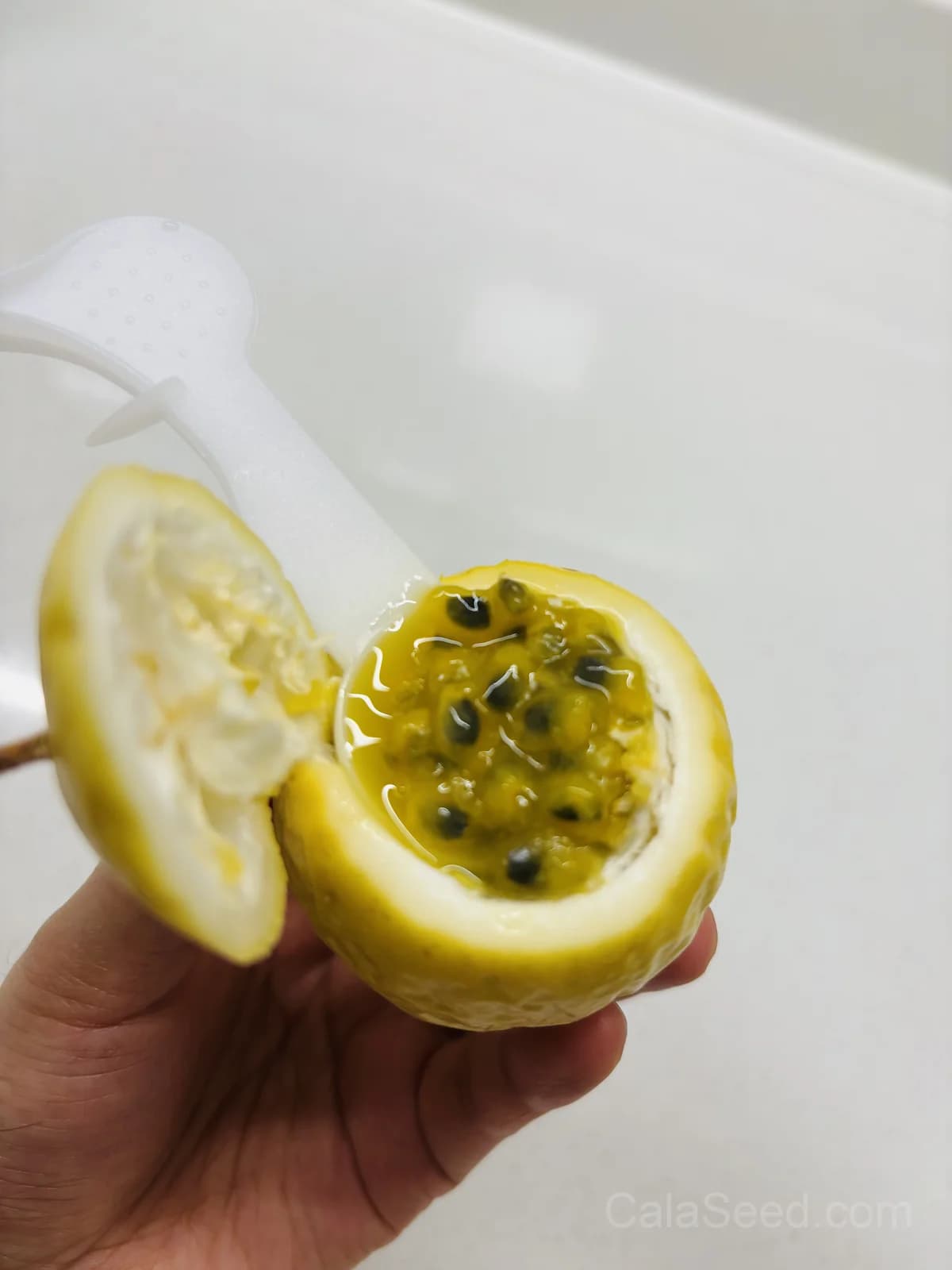 Yellow Passion Fruit 'Flavicarpa' Seeds — Golden Tropical Vine - Alt