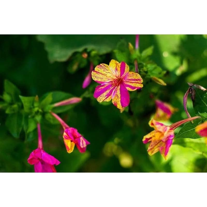 Stars and Stripes Mirabilis Seeds — Patriotic Bicolor Blooms - View 3