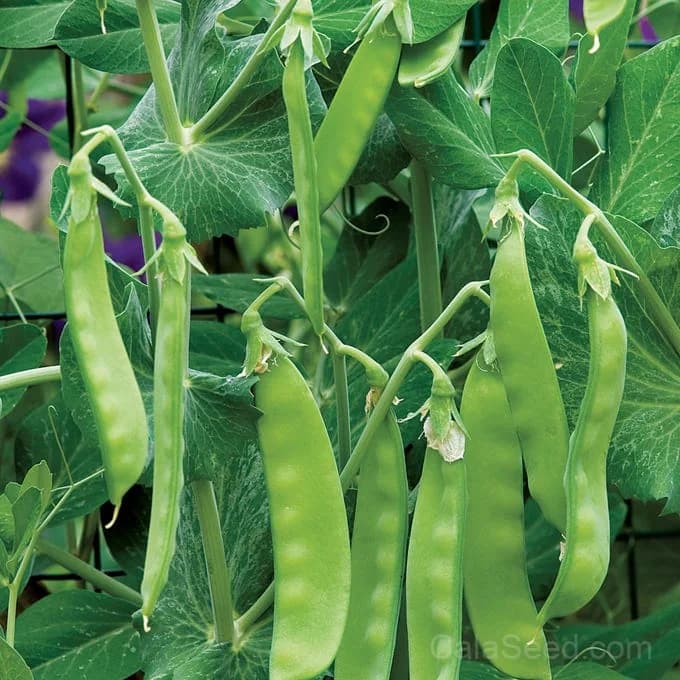 Oregon Sugar Pod II Pea Seeds — Sweet Snow Pea Variety - Main