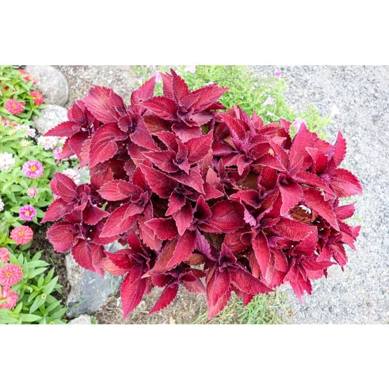 Sweet Paprika 'Premium Sun' Coleus Seeds — Vibrant Shade-Tolerant Foliage - View 3