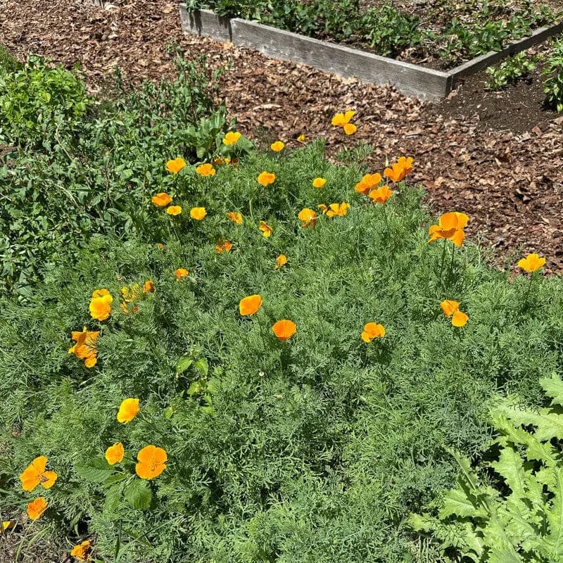 California Poppy Seeds — Native Wildflower Drought Tolerant - Alt