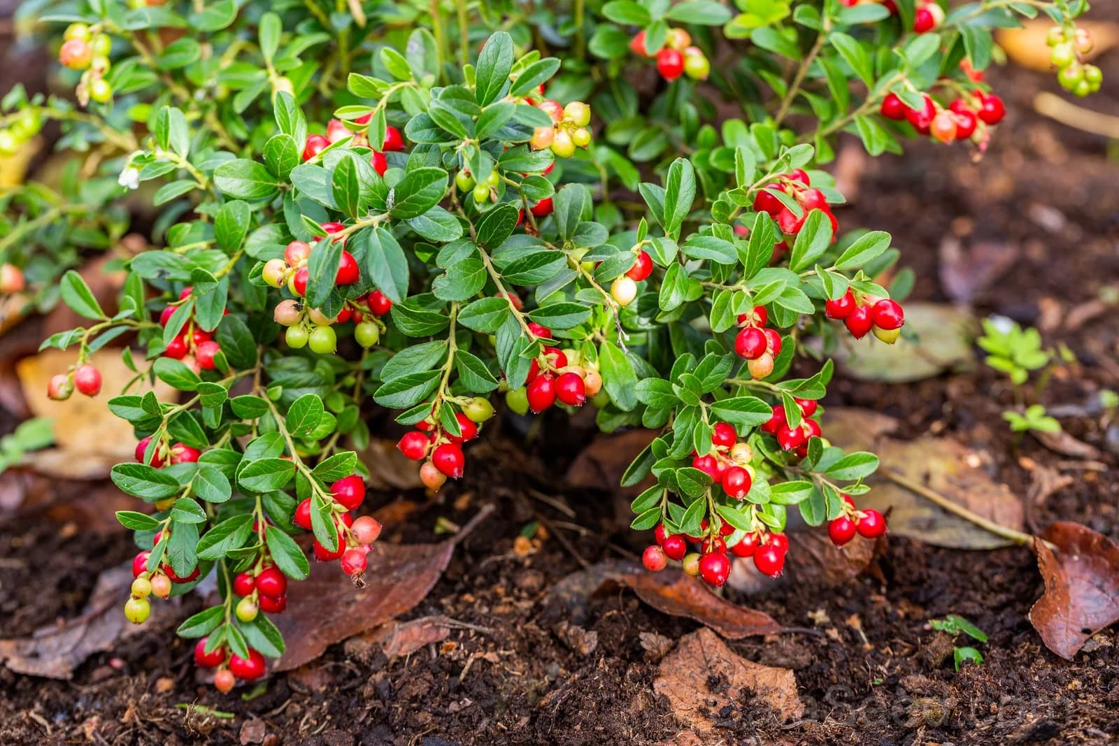 American Cranberry 'Vaccinium Macrocarpon' Seeds — Perennial Red Fruit Bush - View 2