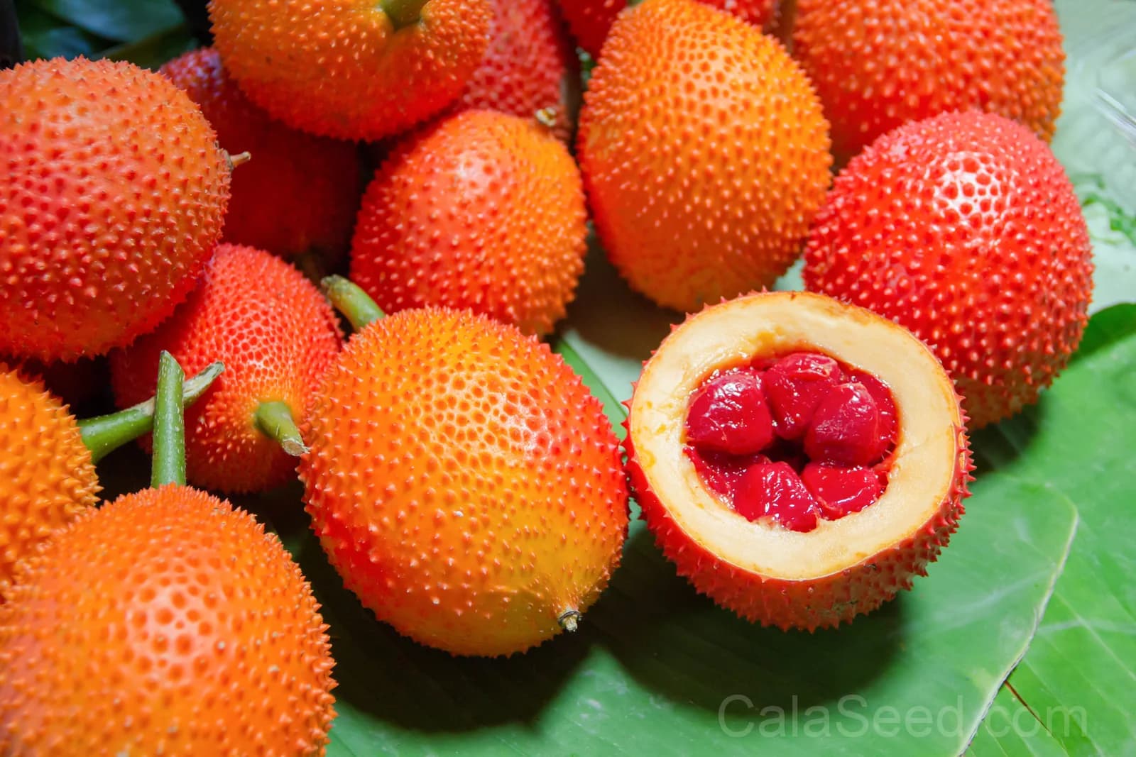 Gac Melon 'Momordica Cochinchinensis' Seeds — Nutrient-Rich Superfruit Vine - Alt