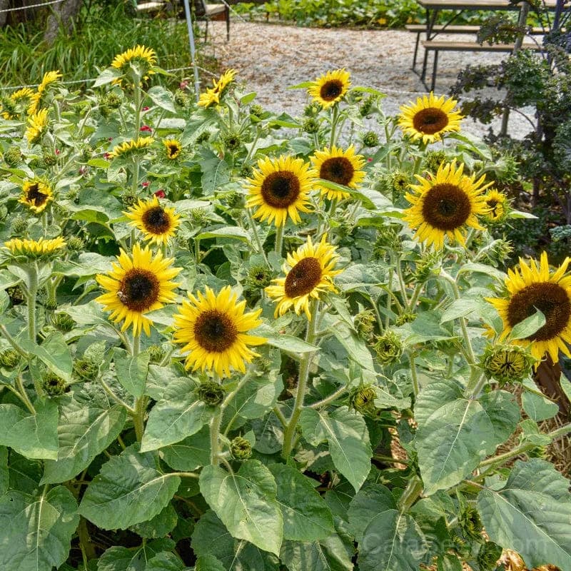 SunBuzz Sunflower Seeds — Pollinator-Friendly Bright Bloom - Alt