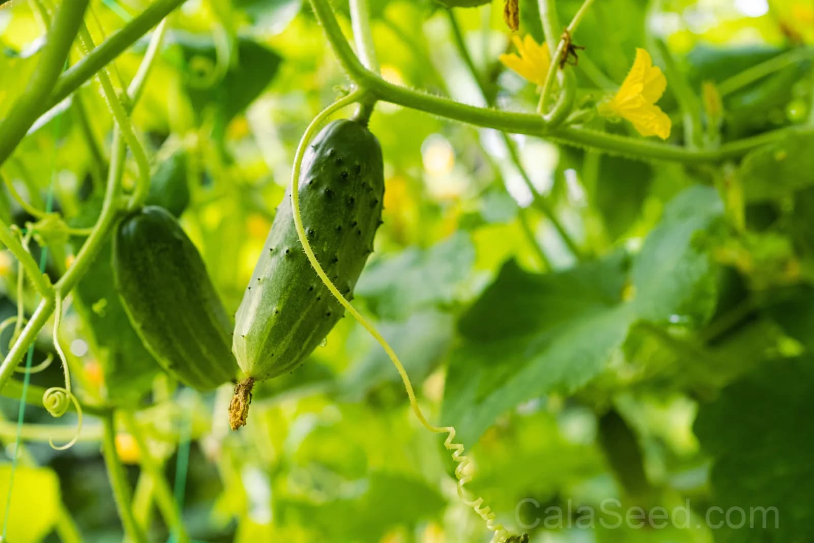 National Pickling Cucumber Seeds — Classic Crisp Pickling Fruit - View 4