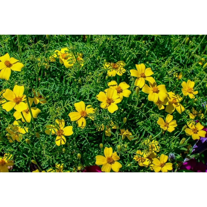 Lemon Gem Marigold Seeds — Compact Citrus-Scented Annual - Alt
