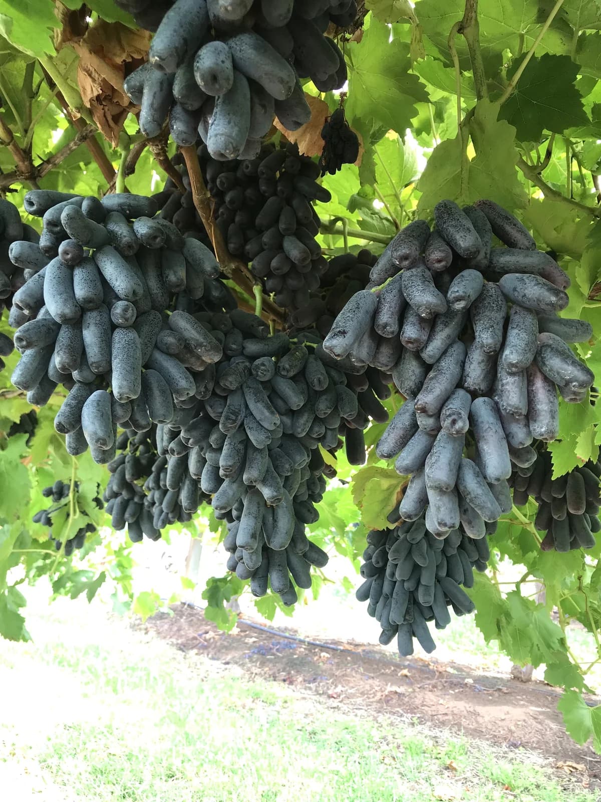 Black Finger Grape 'Vitis Vinifera' Seeds — Rare Fruit Vine - View 2