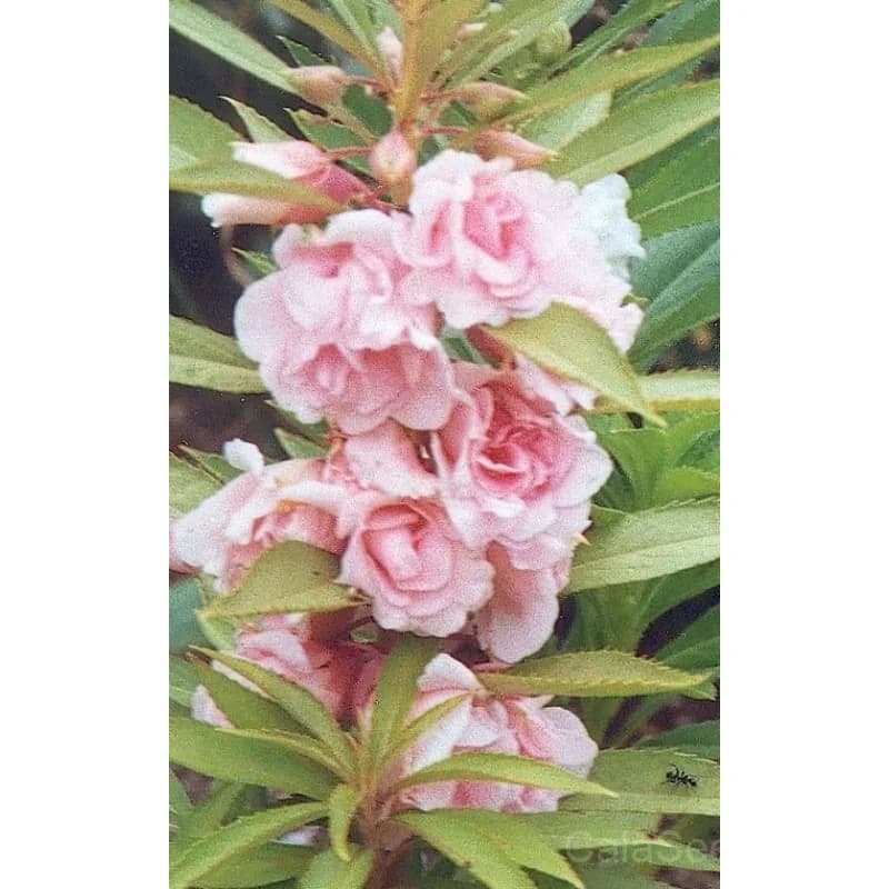 Double Camellia Mix Balsam Seeds — Vibrant Double Blooms - Alt