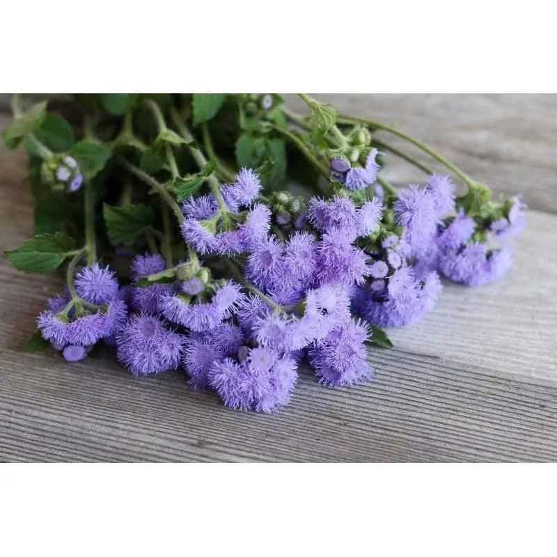 Dondo Blue Ageratum Seeds — Fluffy Blue Blooms - View 2