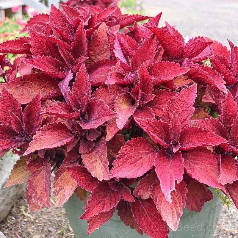 Sweet Paprika 'Premium Sun' Coleus Seeds — Vibrant Shade-Tolerant Foliage - Main