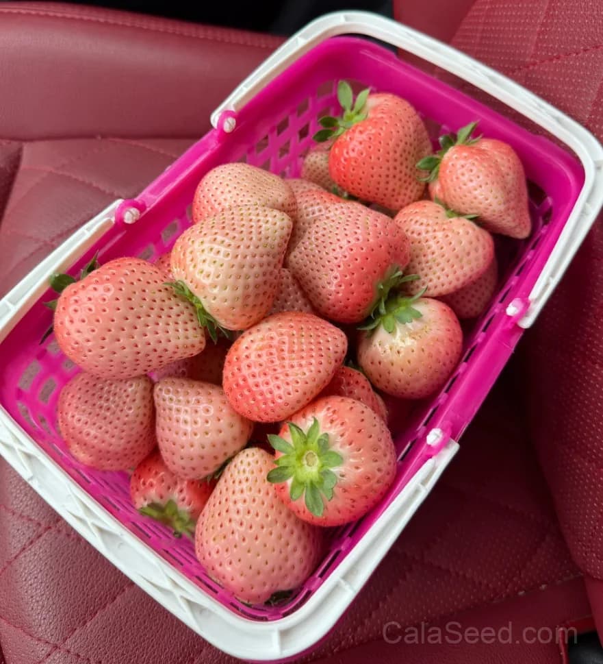Pink Strawberry Seeds – Sweet, Juicy, High Germination & Easy to Grow - Alt