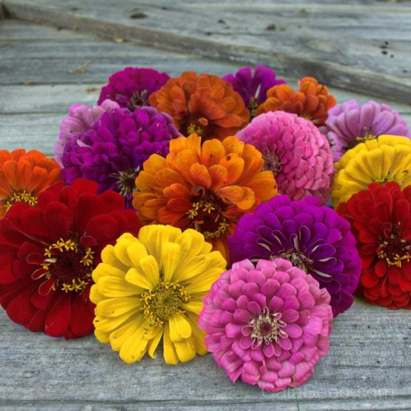 Dahlia 'Flower Mix' Zinnia Seeds — Vibrant Cut Flower Blend - Alt