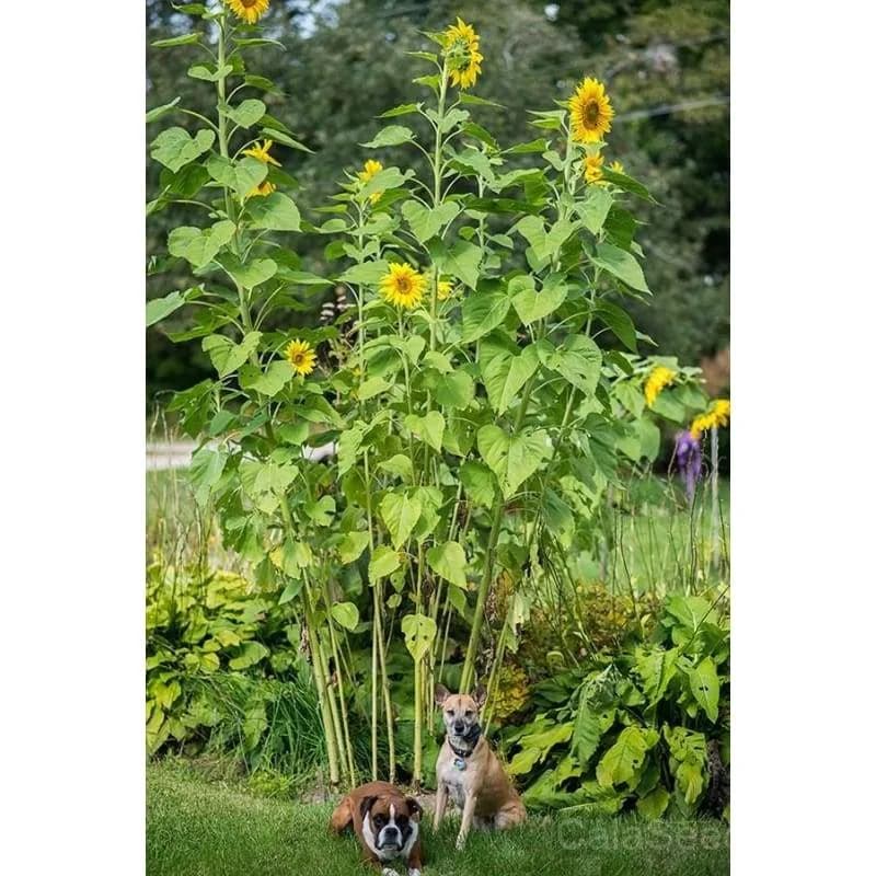 Skyscraper Sunflower Seeds — Towering 12-Foot Garden Giant - Alt
