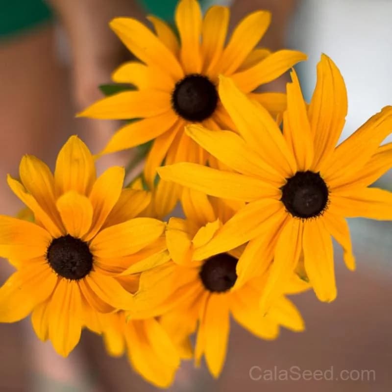Indian Summer Rudbeckia Seeds — Late-Blooming Native Perennial - Main