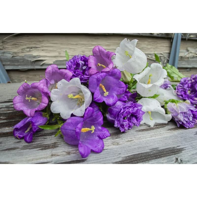 Canterbury Bells Seeds — Classic Cottage Garden Bloom - View 4