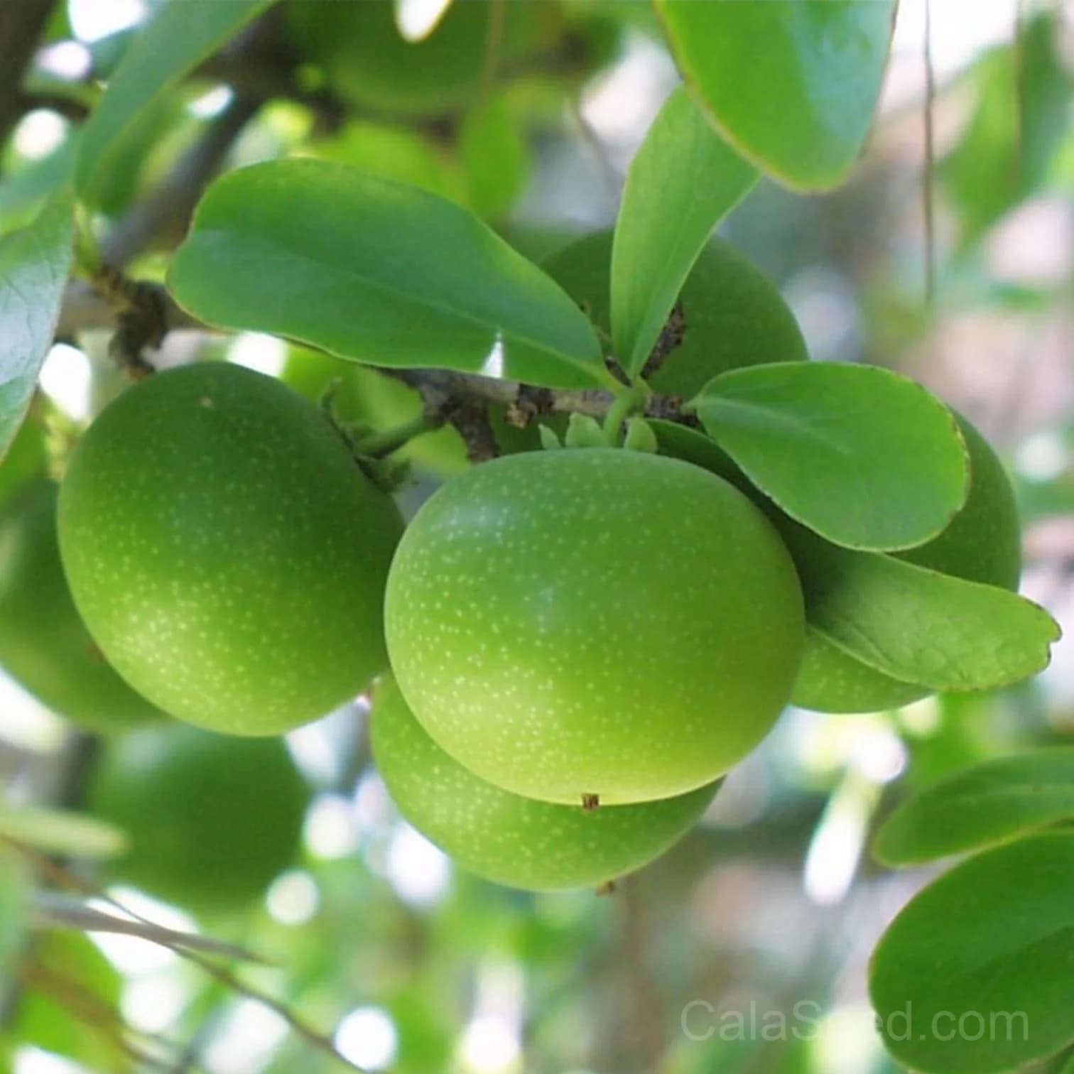 Dovyalis Caffra Seeds — South African Apricot Fruit - Alt
