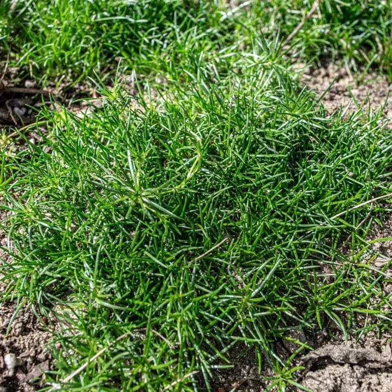 Irish Moss Seeds — Dense Ground Cover - View 1
