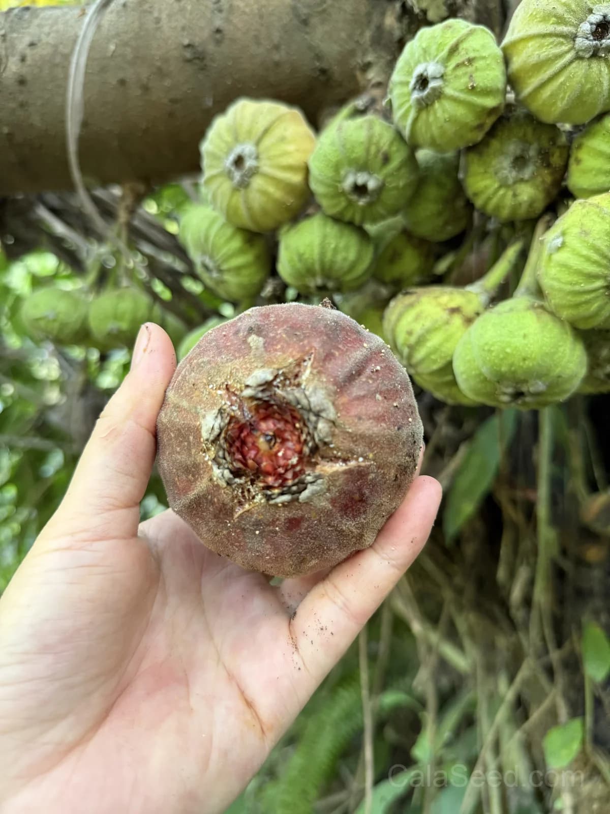 Fig 'Purple' Seeds — Sweet Ornamental Fruit - View 8