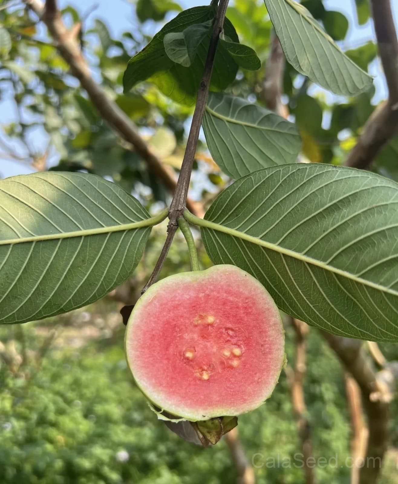 Guava Pink Seeds — Sweet Tropical Fruit - View 3