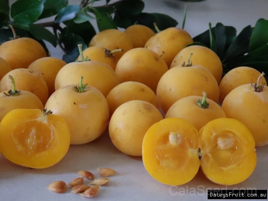 Dovyalis Caffra Seeds — South African Apricot Fruit - View 7